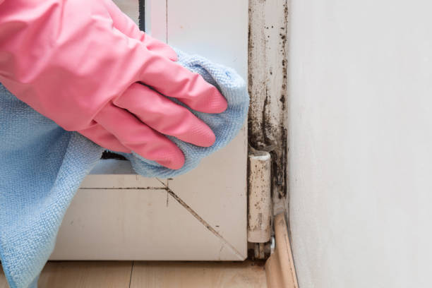 Best Mold Odor Removal Services  in USA